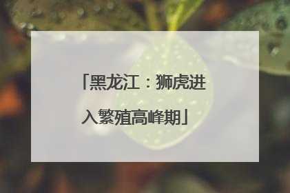 黑龙江：狮虎进入繁殖高峰期
