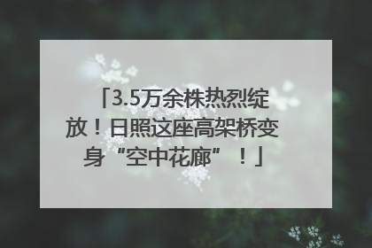 3.5万余株热烈绽放！日照这座高架桥变身“空中花廊”！