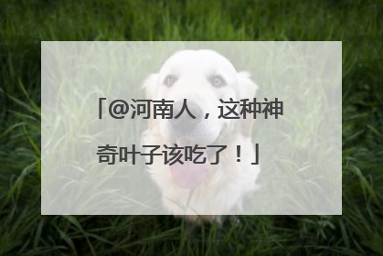 @河南人，这种神奇叶子该吃了！